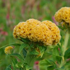 Chief Gold, Celosia Seeds